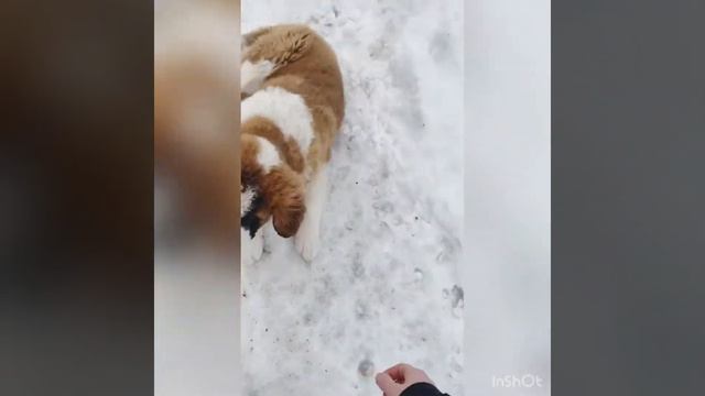 Московская Сторожевая смотреть онлайн