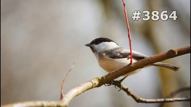 #3864. Синицы и лазоревки (В мире животных) смотреть онлайн