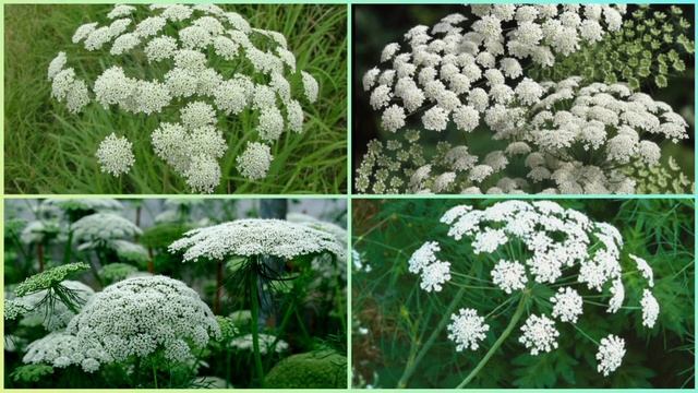 АММИ большая. Полезные свойства. смотреть онлайн