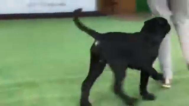 Кане корсо, хендлинг, 4месяца смотреть онлайн