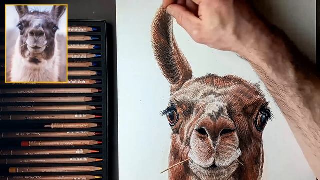 How to draw a lama ! Colored pencils timelapse смотреть онлайн