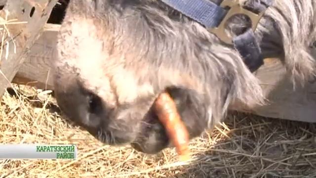 Таяты_Экзотические животные смотреть онлайн