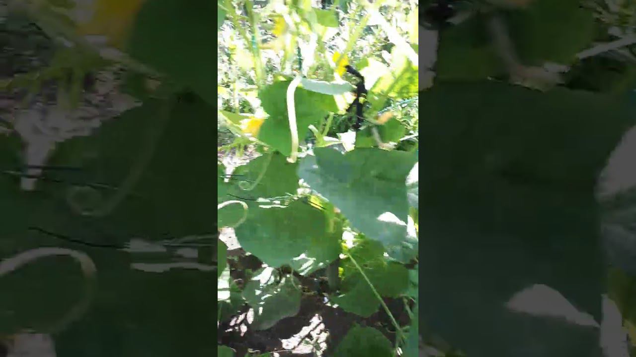 ОГУРЦЫ ОТКРЫТОГО ГРУНТА начали плодоносить рассадные и безрассадные | с Мариной Гусаковой смотреть онлайн