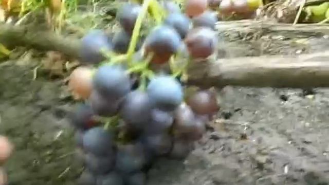 Сорт винограда Гурзуфский розовый. смотреть онлайн