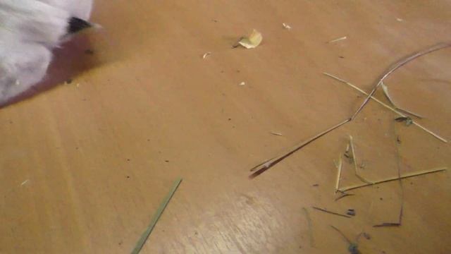 КРОЛИКИ БРЕЛКИ Кролики содержание и разведение смотреть онлайн