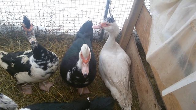 Мускусные утки. Содержании./Musk ducks. Content. смотреть онлайн