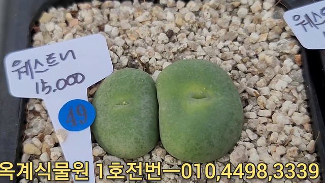 [11/09] 판매완료 코노데이 해피데이 오늘은 1호에게 주문해 주세용~~