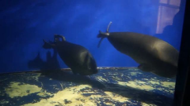 Байкальский музей. смотреть онлайн