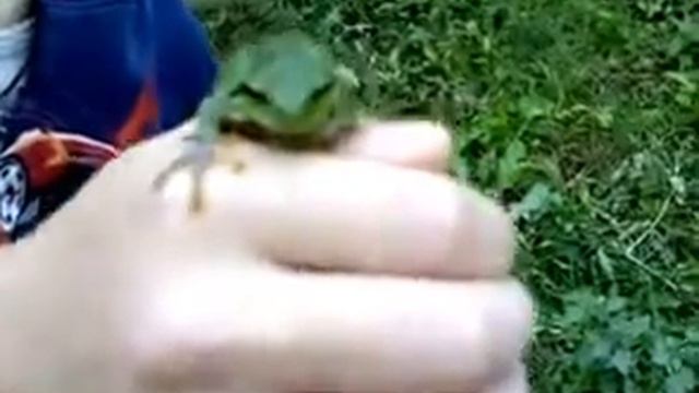 Лягушка квакша. Квакша #3 смотреть онлайн