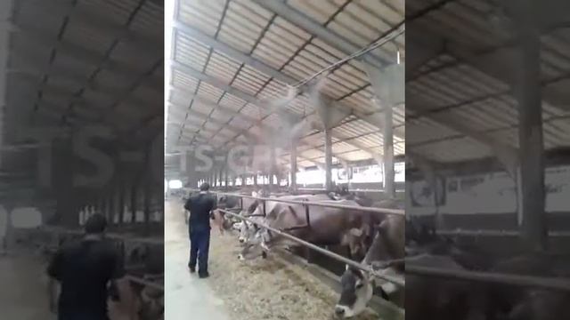 Система тумана для охлаждения коровника. смотреть онлайн