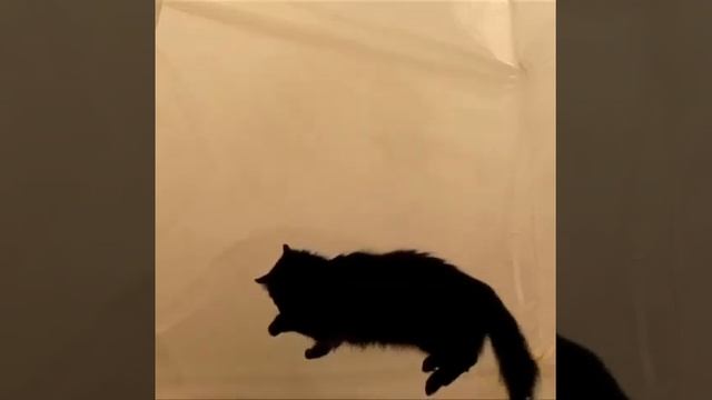 Half-Life zero gravity cat смотреть онлайн