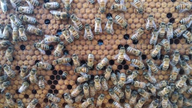 Бакфаст В50/7=B444Sol х В61Sol смотреть онлайн