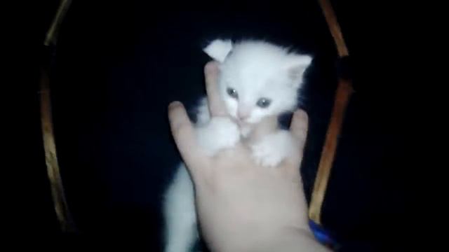 Снежок, играет, котёнок, Cat