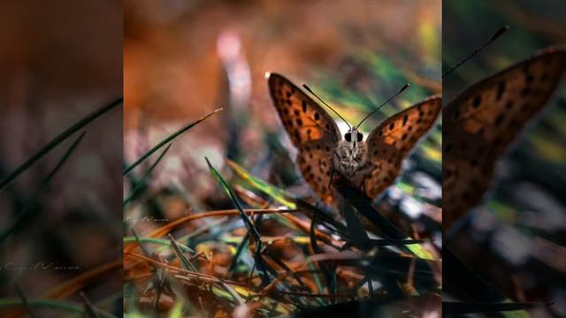 КраСотА баБоЧеК смотреть онлайн