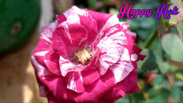 115 - My Rose Garden Overview(With Rose Identity) || Chicago P. Variegated Or. and Many More| Holi смотреть онлайн