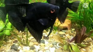 Большое количество икры у скалярии побелела / лечение скалярии от плавниковой гнили.