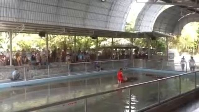 Экскурсии в Паттайе Шоу крокодилов Pattaya Таиланд смотреть онлайн
