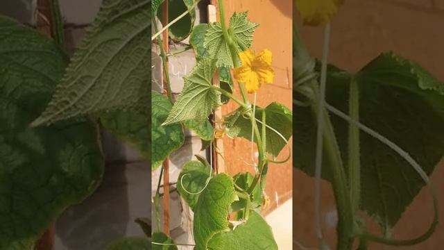 Развитие огурца "Засолочный" смотреть онлайн