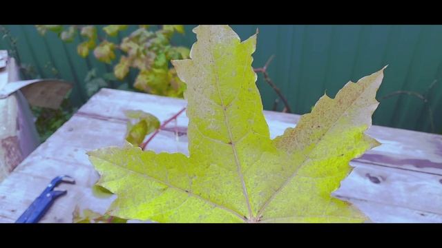 Кленовый букетик смотреть онлайн