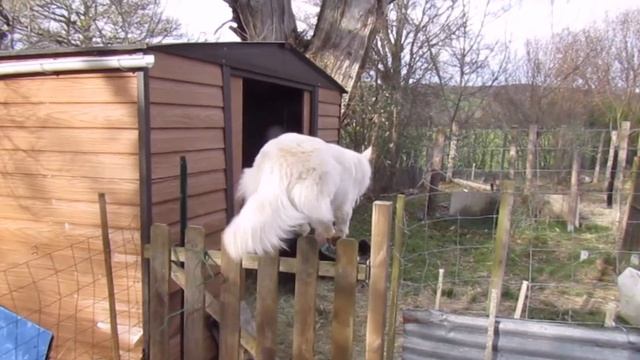 Berger Blanc Suisse Sauteur смотреть онлайн