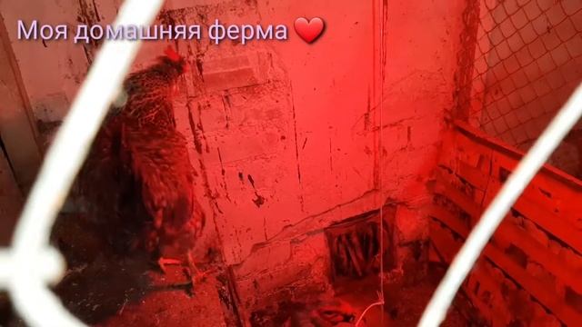 Купила петуха? Маран#Карантин смотреть онлайн