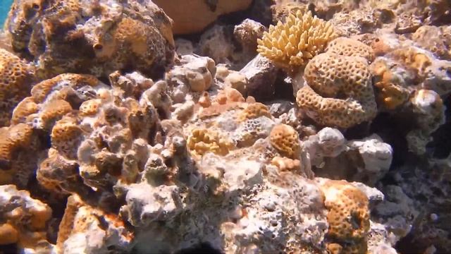 подводная съемка -красное море смотреть онлайн