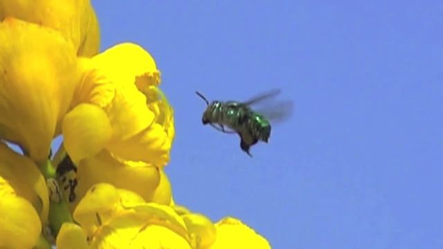 Prachtbiene Orchid Bee Euglossa HD 720p, trilingual смотреть онлайн