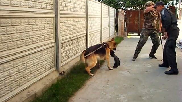 Как научить собаку охранять смотреть онлайн