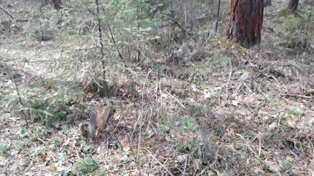 Создай себе хорошее настроение! Звуки безмятежной природы... смотреть онлайн