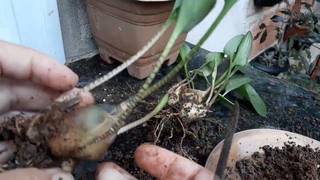 CONHEÇA A DRIMIOPSIS MACULATA OU PLANTA CROCODILO. смотреть онлайн
