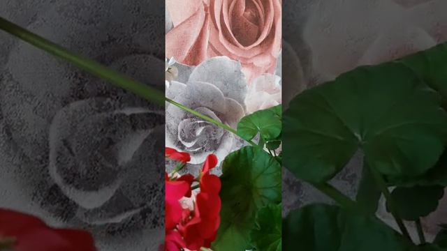 01.02.2022 год.СЕМЕННЫЕ КОРОБОЧКИ ГЕРАНИ-ПЕЛАРГОНИИ смотреть онлайн