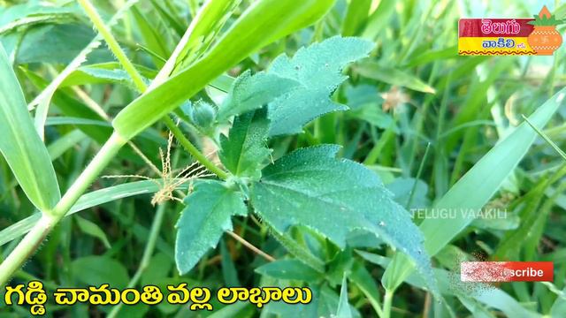 Gaddi chamanthi uses telugu | గడ్డి చామంతి | Tridax procumbens | Health tips in telugu | chamanthi смотреть онлайн