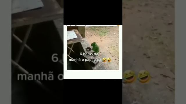 #попугай #смешныеживотные