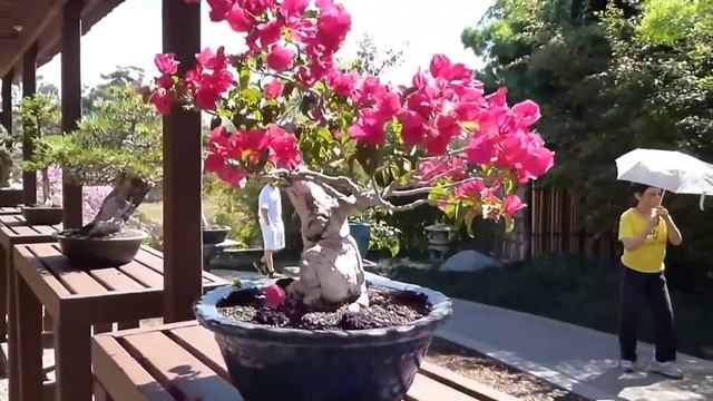 27..ЯПОНСКИЙ РАЙ..РАЙСКИЙ САД в СанДиего КАЛИФОРНИЯ. смотреть онлайн