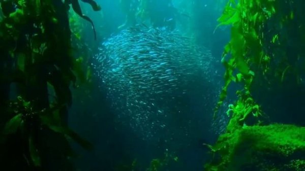 Forest Animals Ambush Impala - Animals Survival - Amazing Wild Animals Attack - Wild Animals Fight