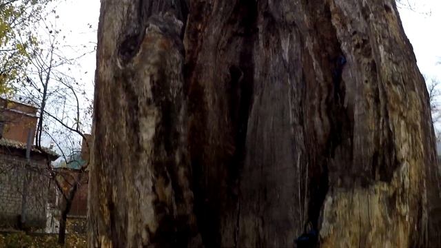 500 - летний дуб | Дерево желаний в Самарской луке смотреть онлайн