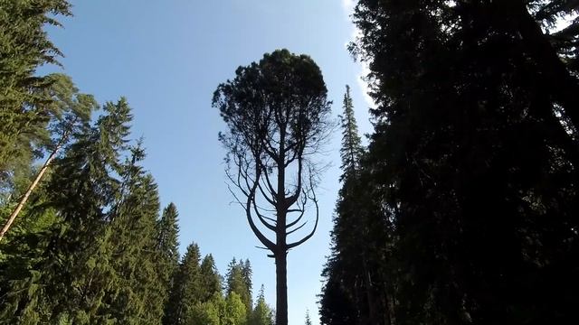 Что посмотреть в Выборге? Достопримечательности Выборга.Часть 2. Парк Монрепо. смотреть онлайн
