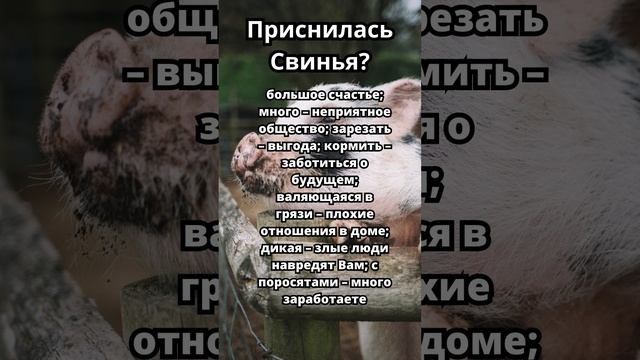 Приснилась Свинья?Что это значит!Толкование сна!