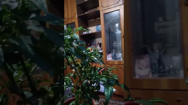 Влияние подкормки из рыбной муки и золы на комнатные растения. смотреть онлайн