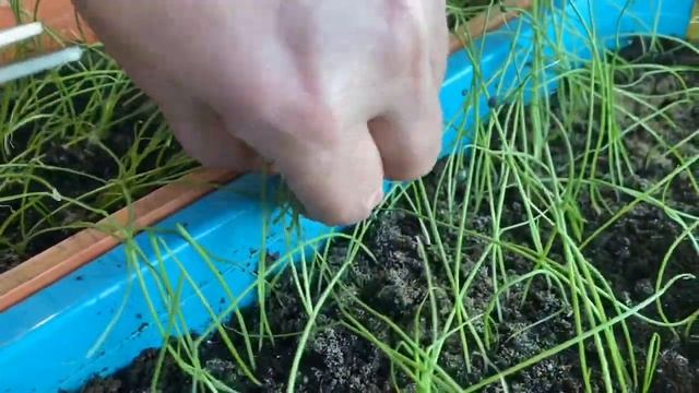 Лук Эксибишен первая стрижка! Когда? Зачем? смотреть онлайн
