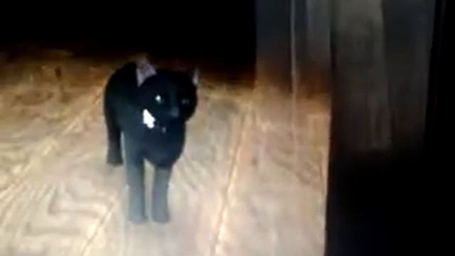 Создание кошки и собаки в The sims 3 питомцы смотреть онлайн