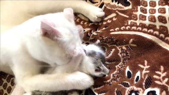 Глухая кошка и её сыночек забавно играют смотреть онлайн