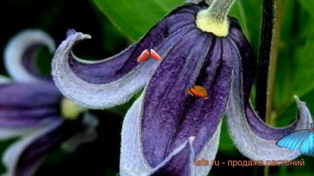 Клематис цельнолистный Фасцинейшн ? обзор: как сажать, саженцы клематиса Фасцинейшн смотреть онлайн