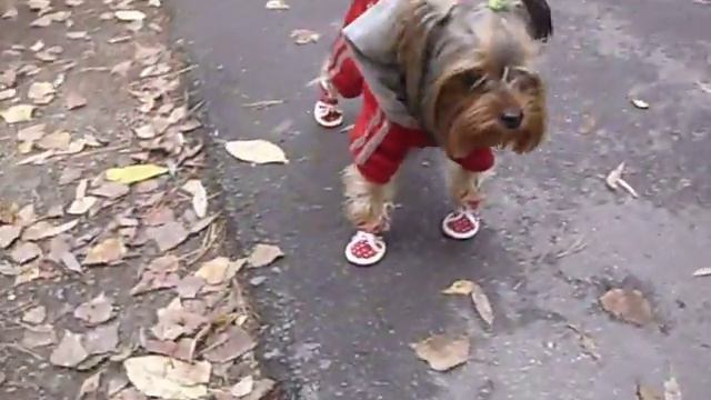 собачка в кедиках - Dog in gym shoes смотреть онлайн