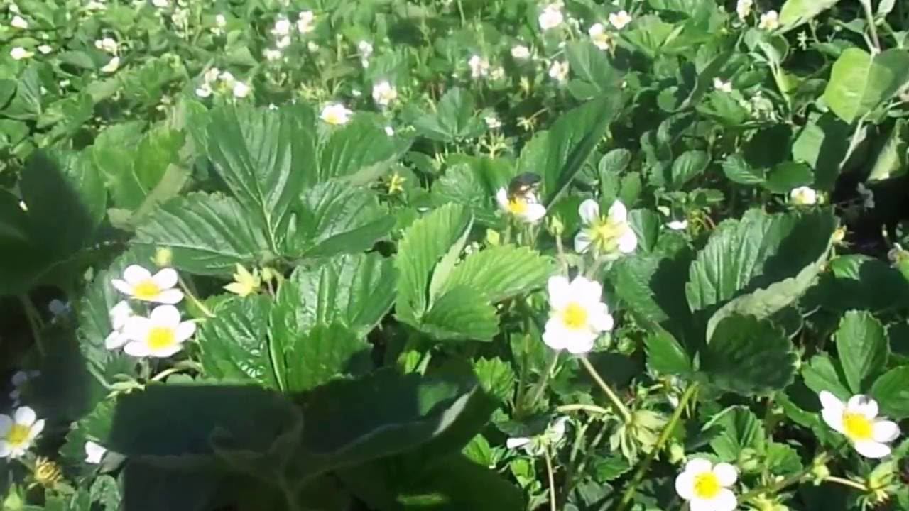 Новый Способ Выращивания Клубники на Урале. смотреть онлайн