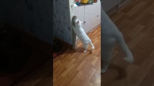 Это кот беляш он из кадома только это Алин беляш смотреть онлайн