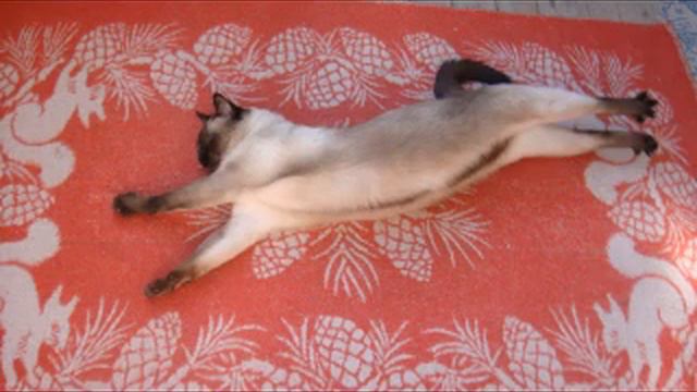 Яша и Вася-любимые коты! смотреть онлайн