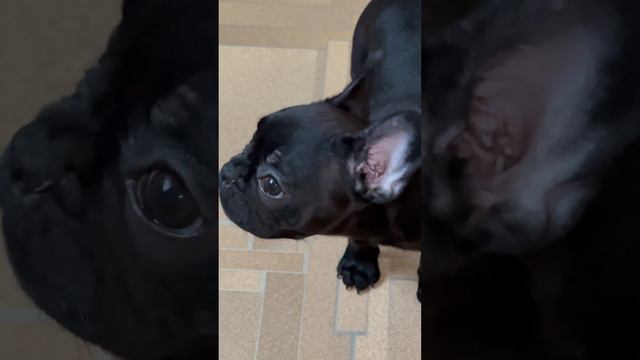 Уже лает мой бульдожка Бонни #babyksyu #подписки #рекомендации #гимнастка #2024 #французскийбульдо смотреть онлайн