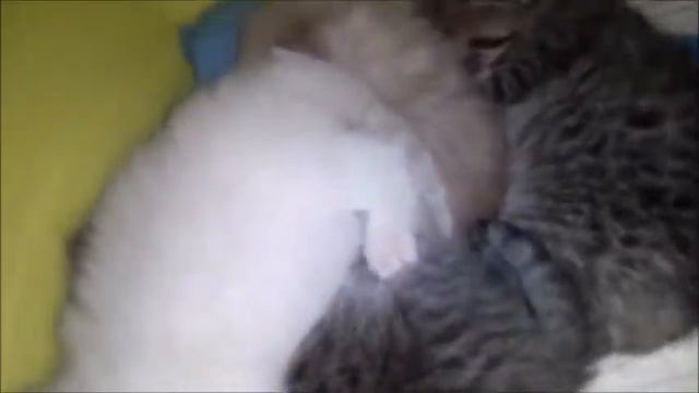 ПОЧЕМУ В ПОМЕТЕ У КОШКИ, ТАКИЕ РАЗНЫЕ КОТЯТА? смотреть онлайн