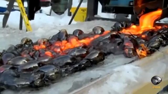 Что будет если лаву вылить на лед смотреть онлайн